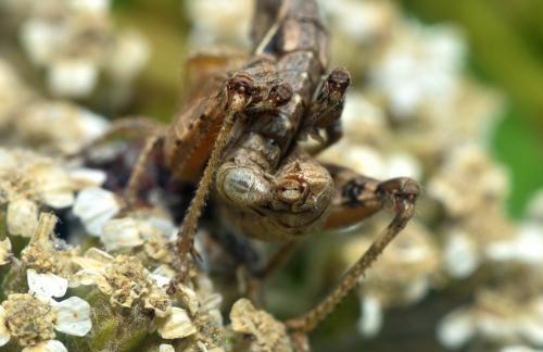 Pezotettix giornae